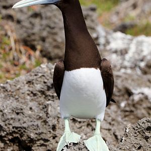 Brown Booby