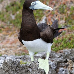 Brown Booby