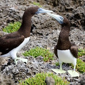 Brown Booby pair
