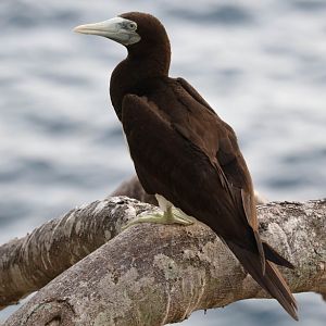 Brown Booby