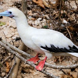 Red-footed Booby