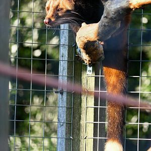 Female Sumatran White-bearded Civet - Hamerton 27/2/19
