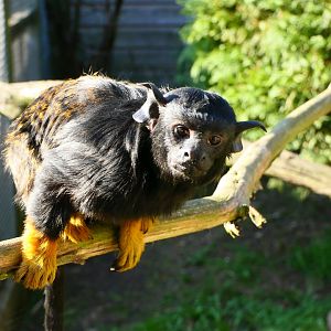 Red-handed Tamarin - Hamerton - 27/2/19