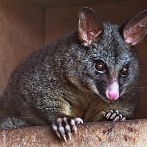 Brush-tailed possum - Hamerton - 27/2/19