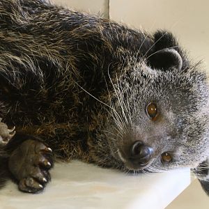 Male Javan Binturong - Hamerton - 27/2/19