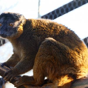 Collared lemur - Hamerton - 25/2/19