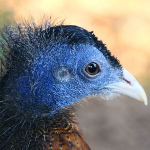 Male Great Argus Pheasant - Hamerton - 25/2/19