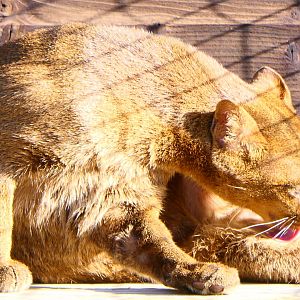Jaguarundi - Hamerton - 25-2-19