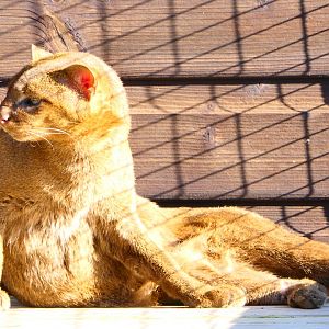 Jaguarundi - Hamerton - 25/2/19