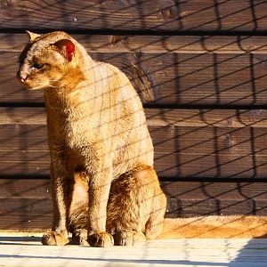 Jaguarundi - Hamerton - 25/2/19