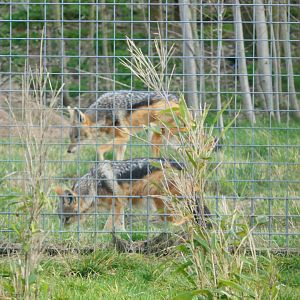 2 (!) Black-backed Jackals - Hamerton - 19/2/19
