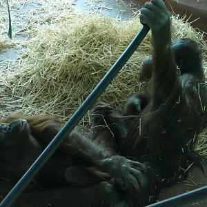 Close encounters of the orangutan kind, 27 February 2019