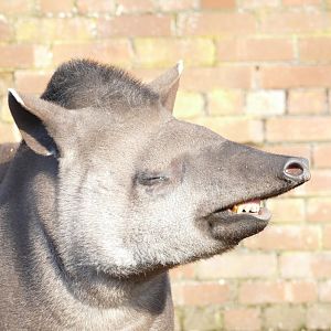 Brazilian Tapir, February 2019