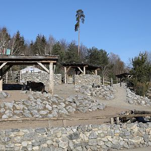 domestic yak exhibit