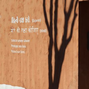 shadows on Asian lion building