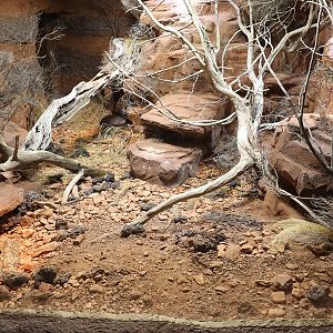shingle back skink exhibit