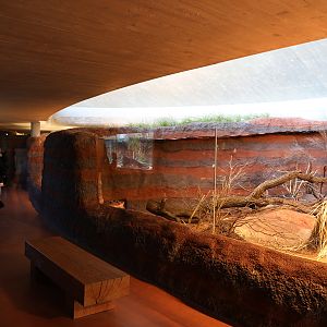 Perentie monitor exhibit