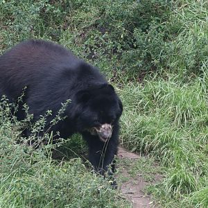Spectacled bear