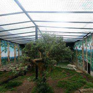 White tiger enclosure