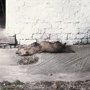 Bush dog asleep 1973