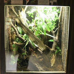 Milk frog - Day gecko enclosure