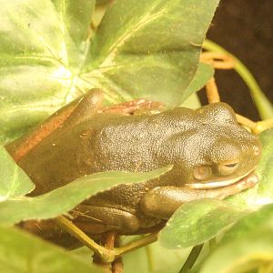 White-lipped tree frog - Lotoria infrafrenata