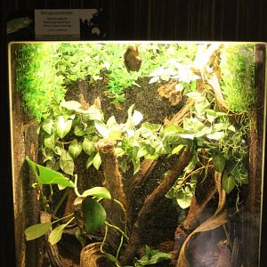 Enclosure Whit-lipped tree frog