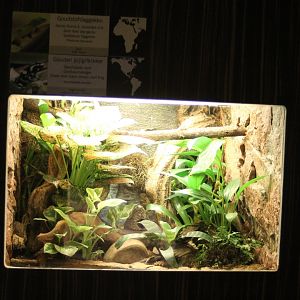 Day gecko - Dart frog enclosure