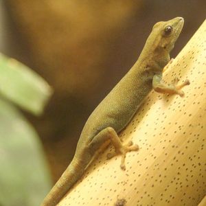 Electric blue gecko - Lygodactylus williamsi - female