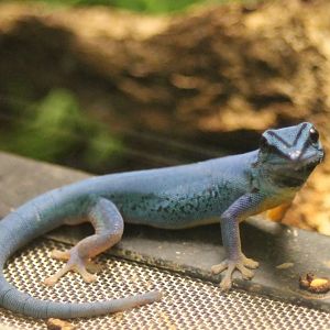 Electric blue gecko - Lygodactylus williamsi - male