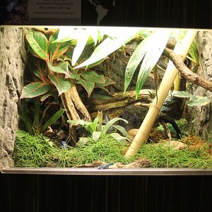 Dart frog - Blue gecko enclosure