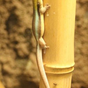 Phelsuma klemmeri