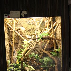 Klemmer's day gecko - enclosure