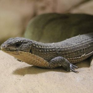 Plated lizard - Gerrhosaurus nigrolineatus