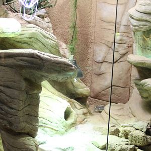 Skink - Plated lizard - Pancake tortoise enclosure