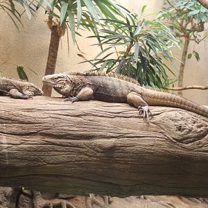 Cuban ground iguanas - Cyclura nubila