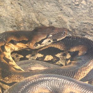 Madagascar ground boa - Acrantophis madagascariensis
