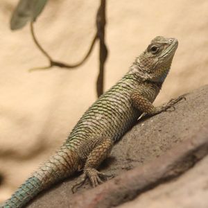 Sceloporus malachiticus
