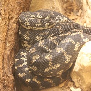 Carpet python - Morelia spilota variegata