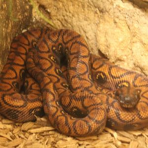 Brazilian rainbow boa