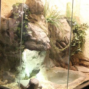 Enclosure Brazilian rainbow boa