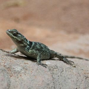 Sceloporus serrifer cyanogenys