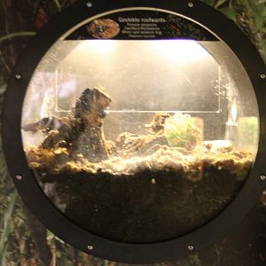 White-spot assassin bug enclosure