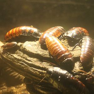 Hissing cockroaches