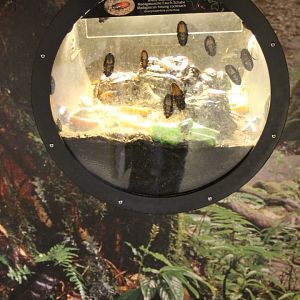 Enclosure Hissing cockroach