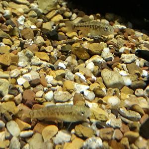 Pecos Pupfish