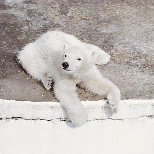 Polar bear cub 1973