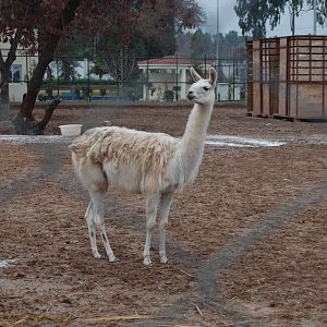Llama - Peshawar zoo 1/3/2019
