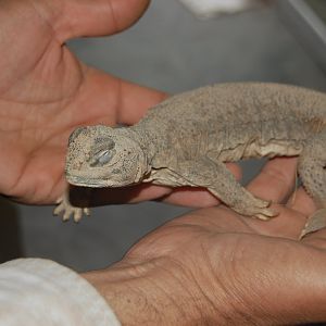 Indian spiny-tailed lizard - Peshawar zoo 1/3/2019