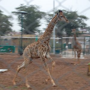 Giraffe running - Peshawar zoo 1/3/2019